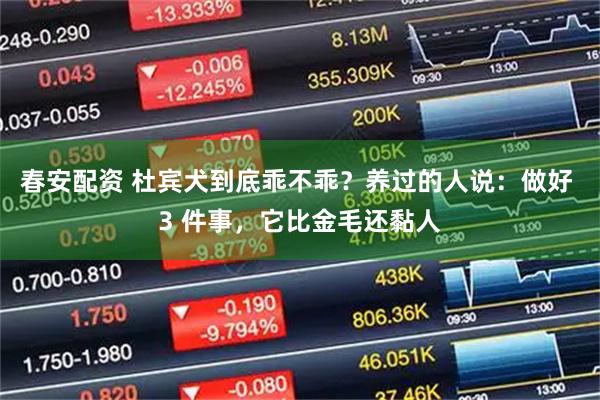 春安配资 杜宾犬到底乖不乖？养过的人说：做好 3 件事，它比金毛还黏人